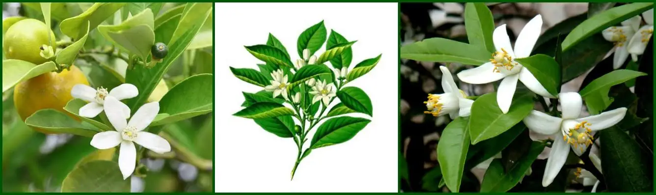 排毒减肥花草茶柑橘极光干苦橙花茶 Buy 凉茶 花蕾茶 天然风味茶product On Alibaba Com