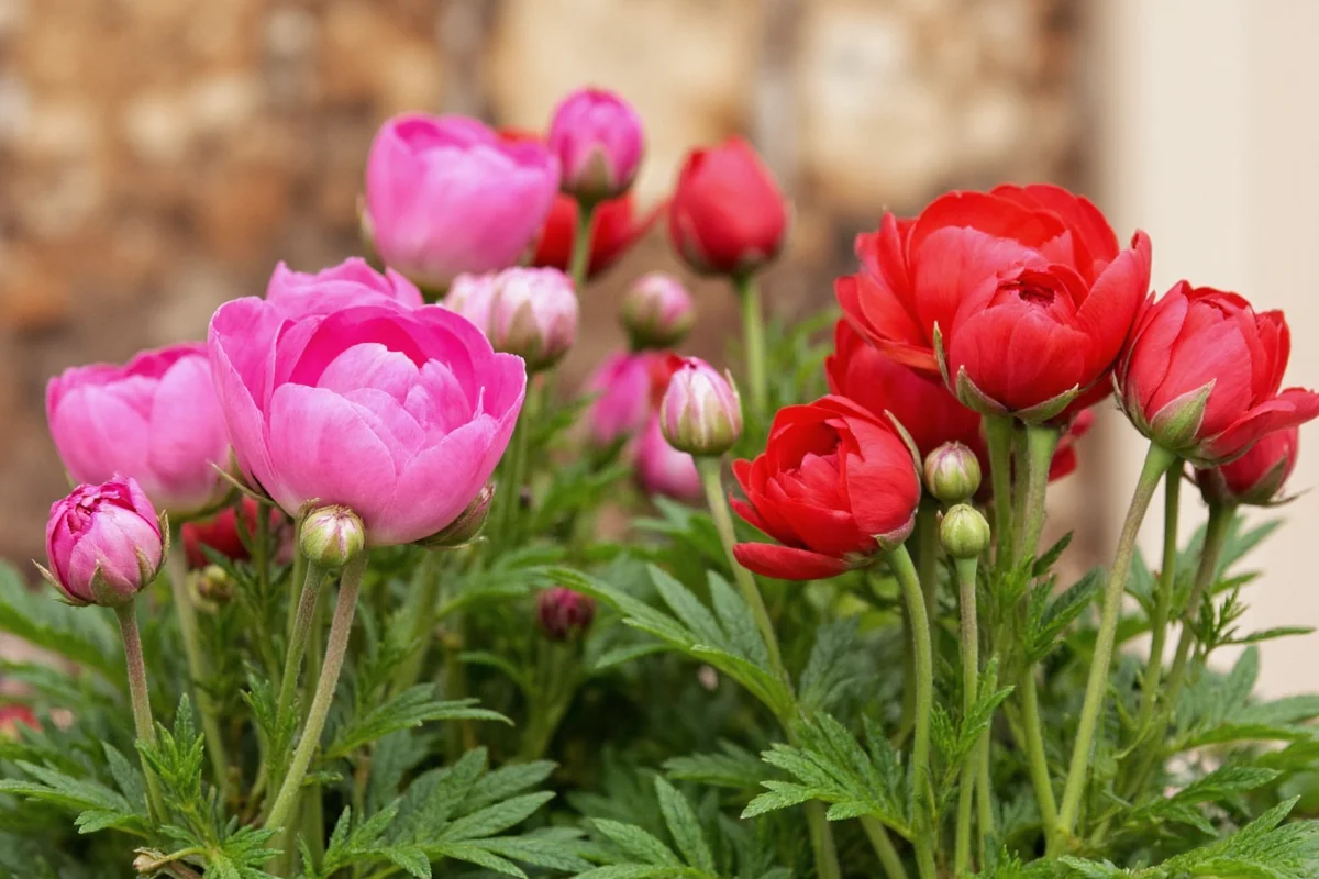 how to take care of mum plants