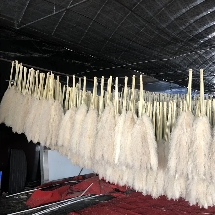 

O-8010 OULI Factory Direct Sale Top Sell Large Natural Dried Pampas Grass For Decoration