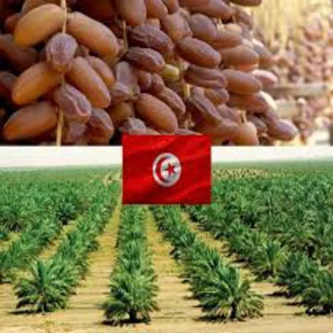 
date fresh date 100% energitic 4-5cm tunisia deglet noor , high quality , competitive price 