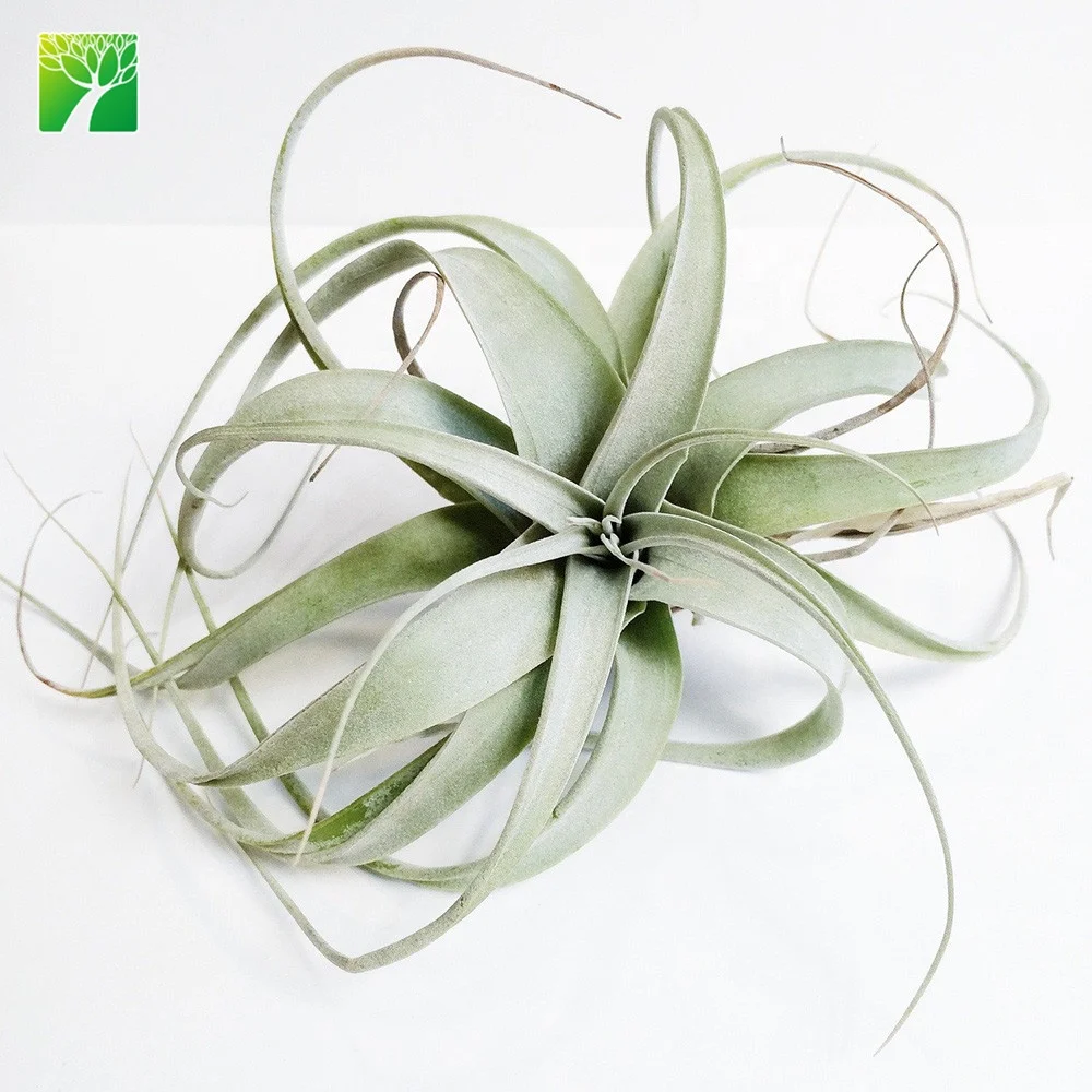 
Low price silvery gray 4-20cm mini air plant Tillandsia Xerographica 