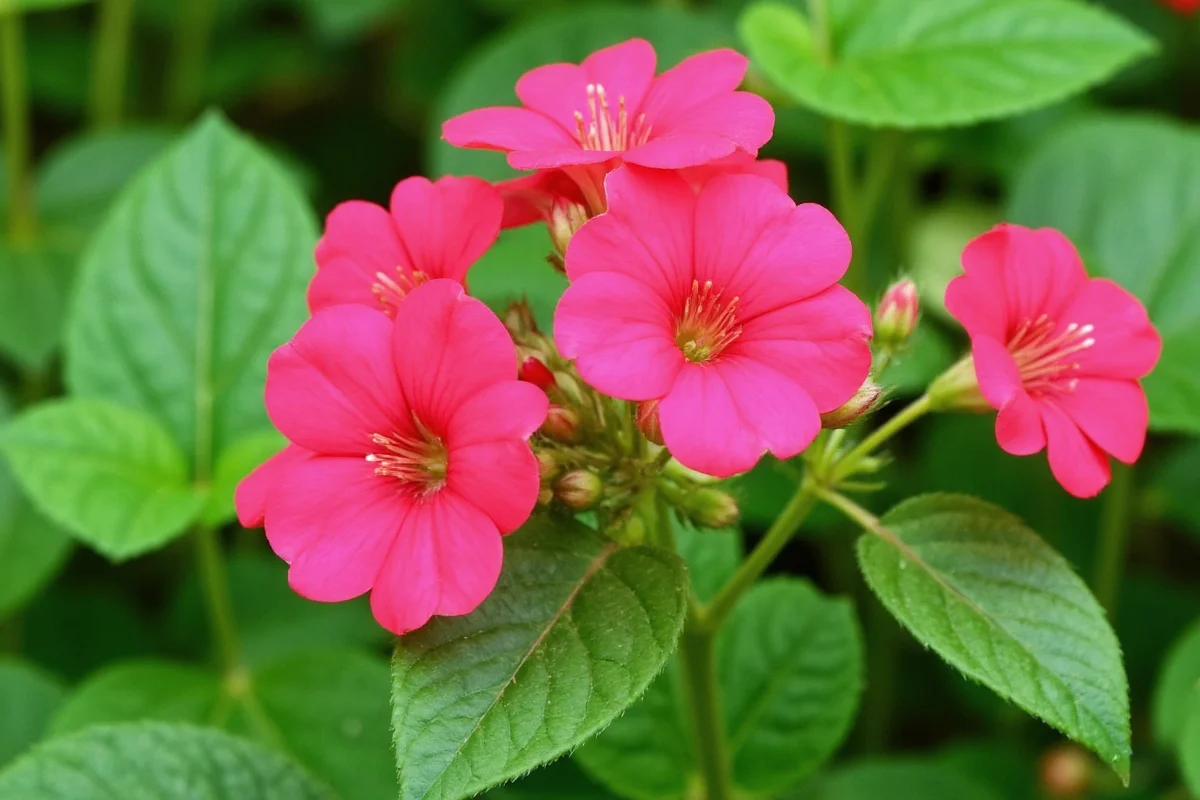 how to take care of a geranium plant