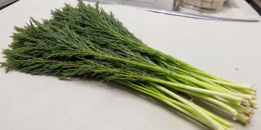 dill weed demystified from ancient roots to modern kitchens a spicy journey