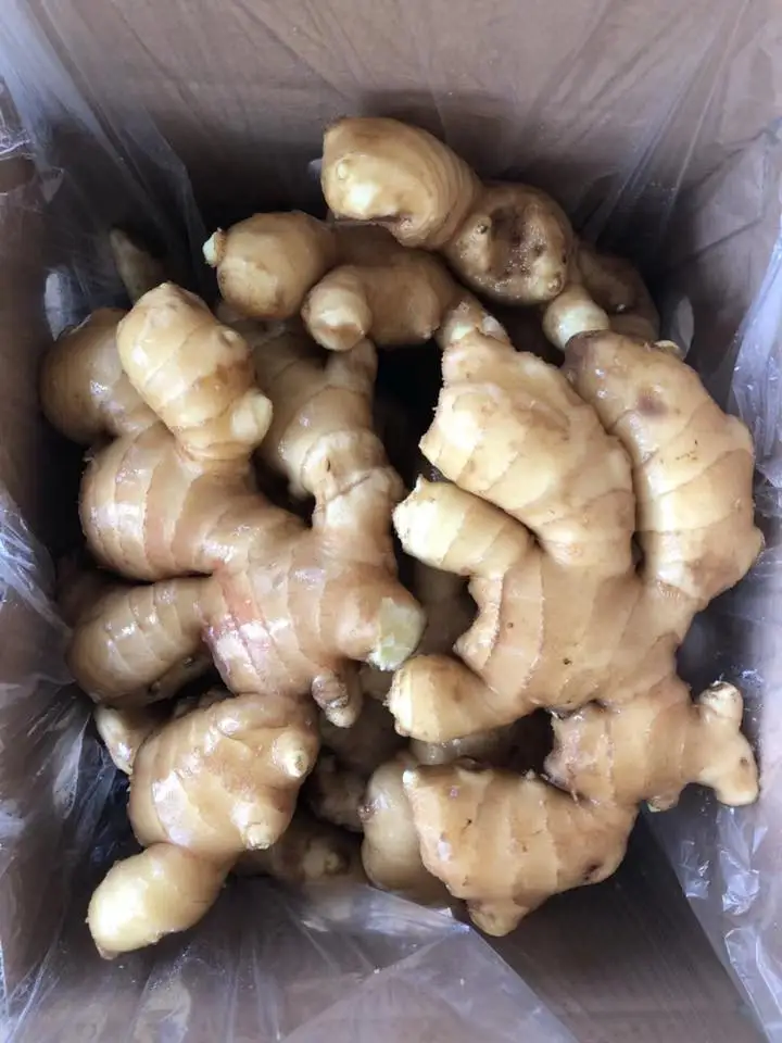 
Vietnam Fresh Ginger new crop +84984418844 whatsapp 