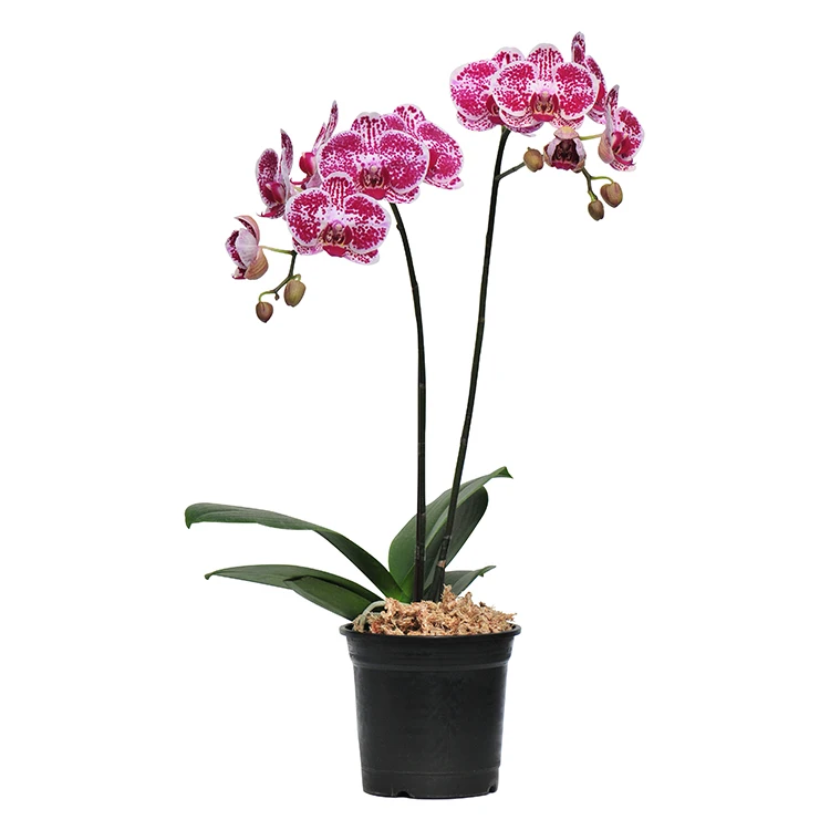 
phalaenopsis orchidee seedling from taiwan Chain Xen Diamond 