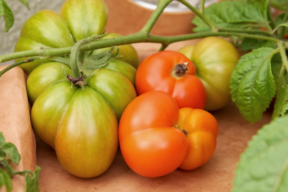 how to remove aphids from tomato plants