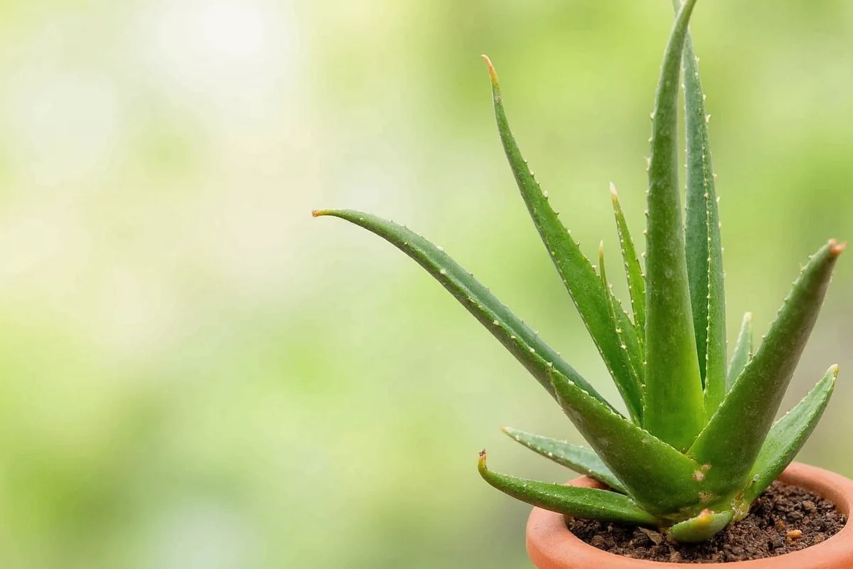 how to take care of an aloe vera plant