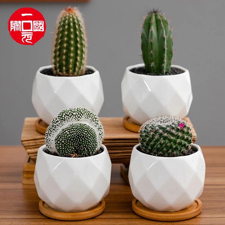 

One dollar Chinese creative succulent ceramic flower pots