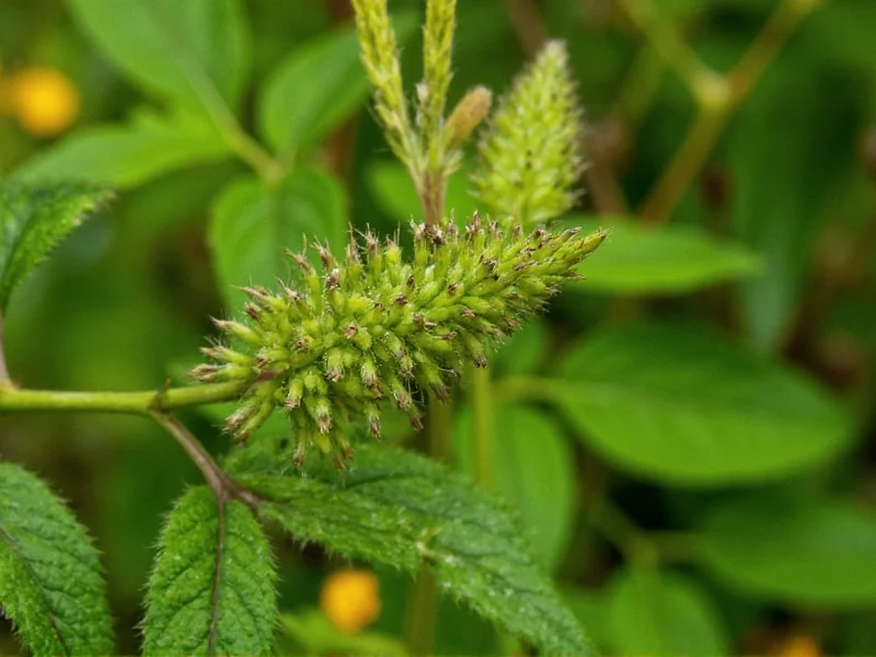 Is Mace an Herb? The Spice Classification Explained