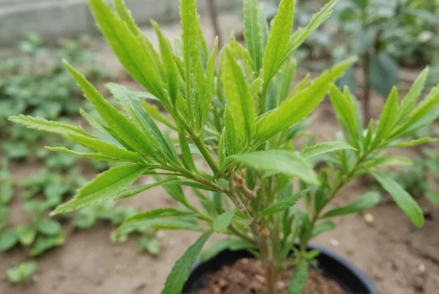 Healthy cinnamon tree sapling with vibrant green leaves and multiple stems in a nursery pot