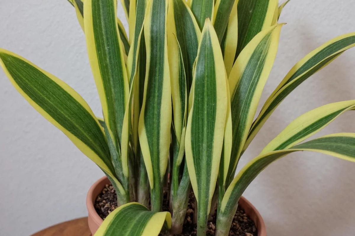 how to plant snake plant cuttings
