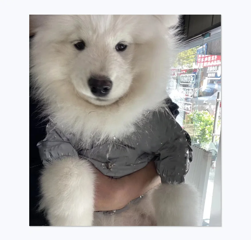 

Reflective Material Logo Design Classic Variety Styles Pet Shop Wholesale Raincoat Luxury Brand Big Dog Coat