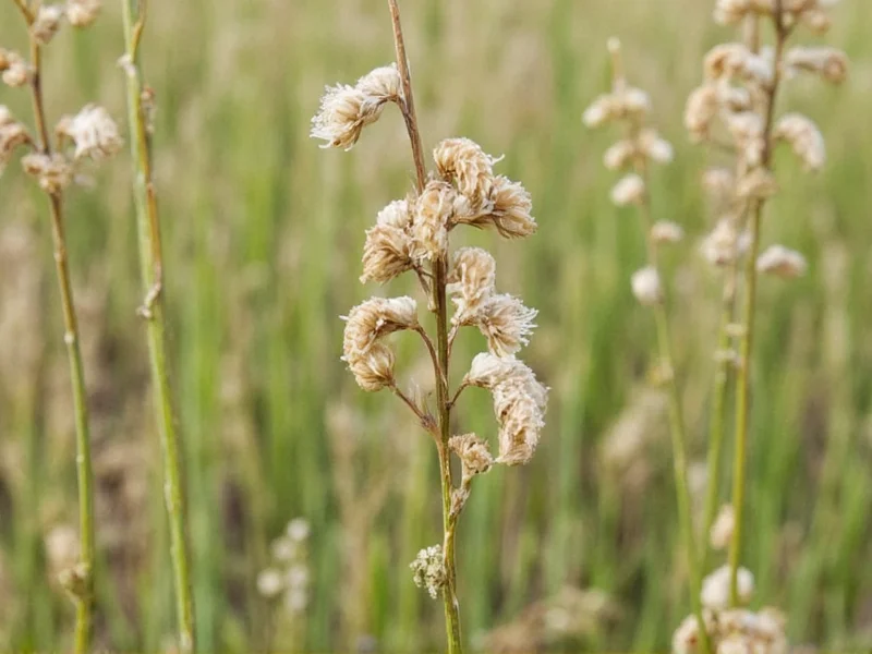 Caraway Flavor Profile: Characteristics and Culinary Uses