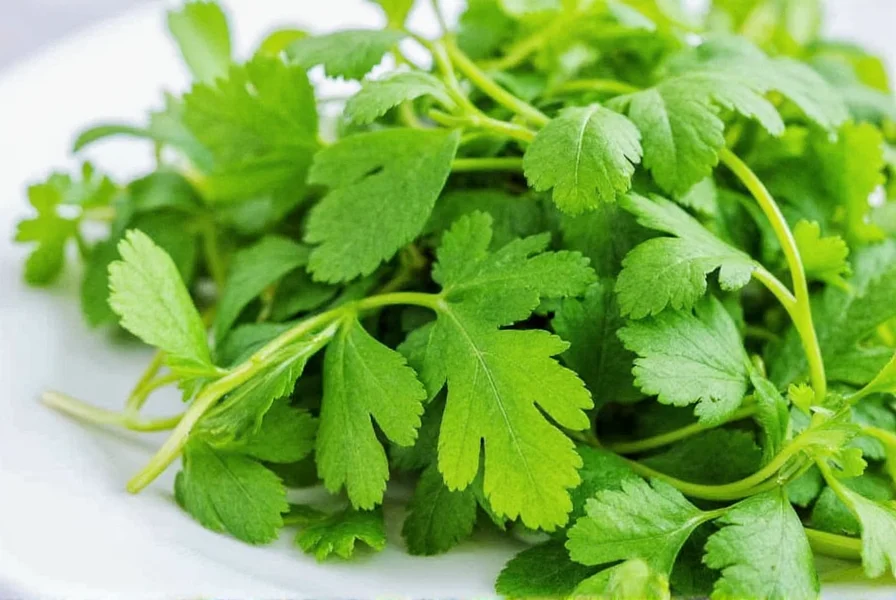 Close-up comparison of fresh cilantro leaves and dried coriander seeds