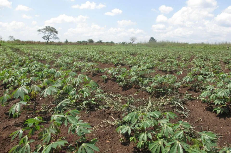 cassava planter economical cassava planting machine