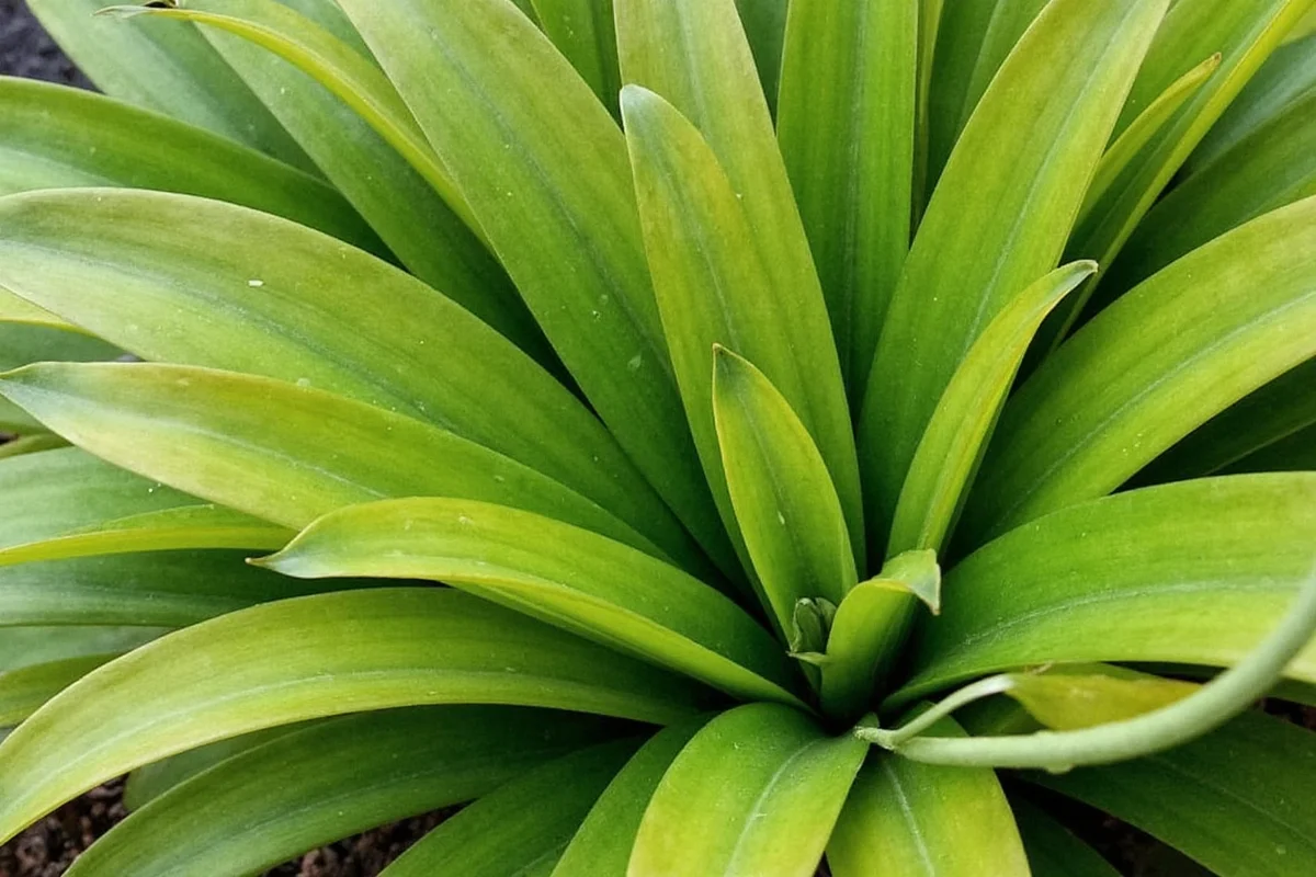 How to Water Snake Plants: Complete Care Guide
