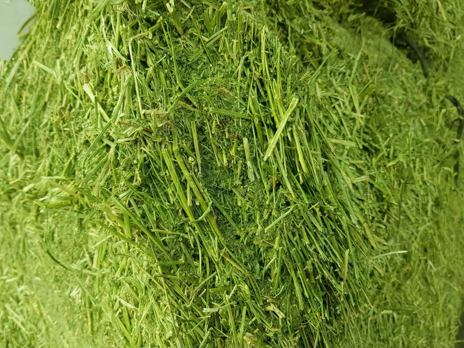 
Alfalfa hay in big bales for animal feeding 
