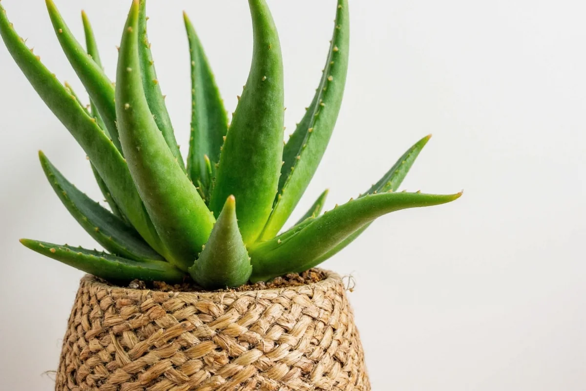 how to revive aloe vera plant