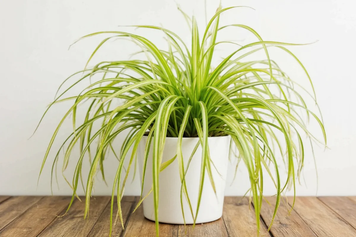 Why Are Spider Plant Tips Turning Brown? Causes & Fixes