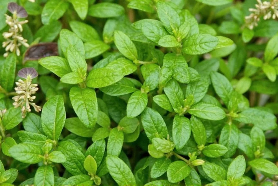 Fresh dried frozen marjoram