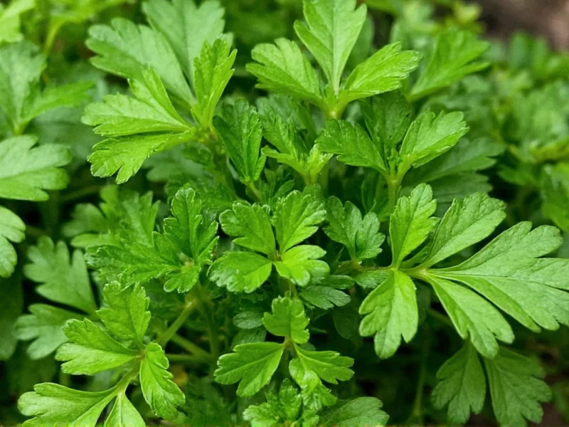 Cilantro vs Parsley: Clearing the Confusion (They're Not the Same!)