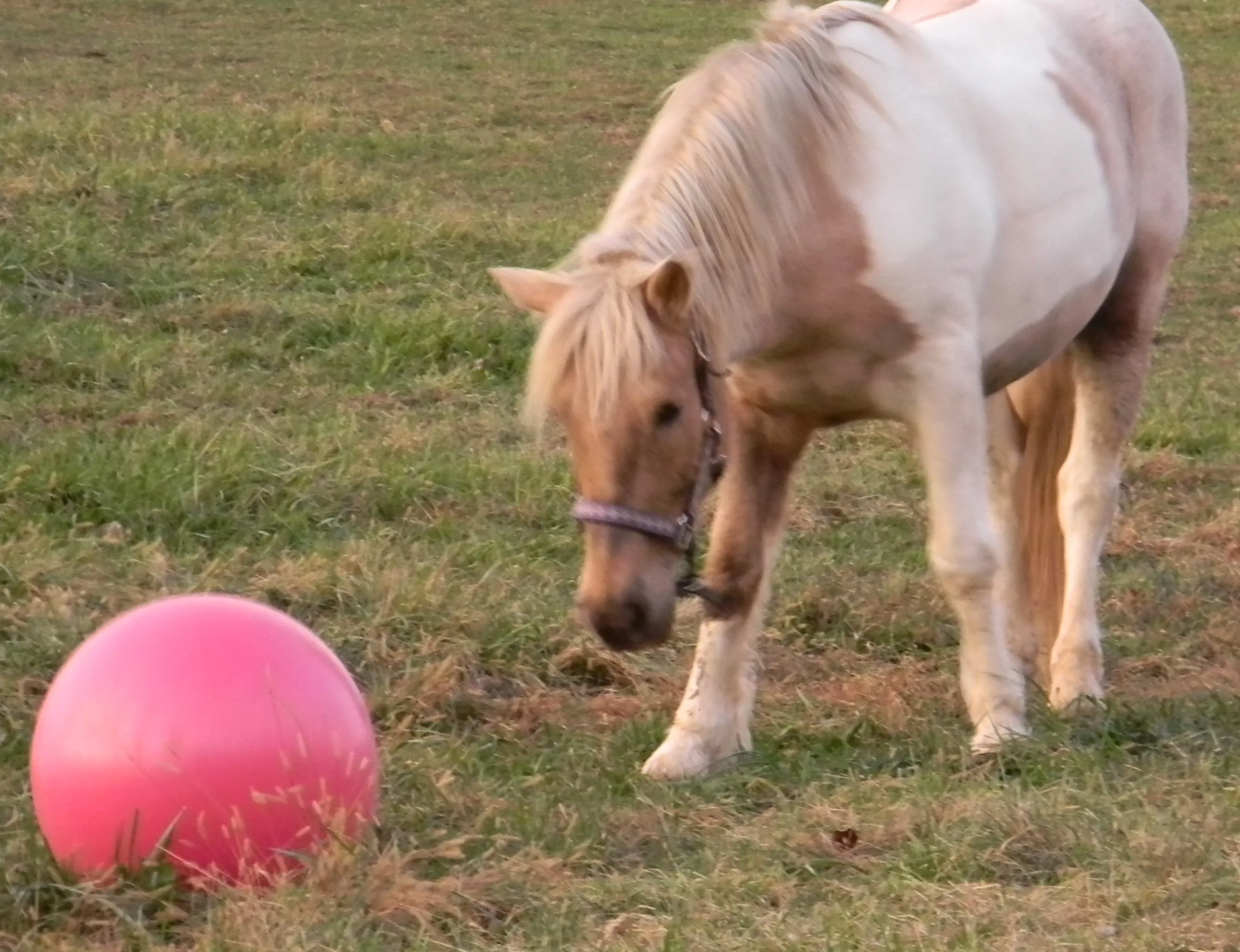 Horse balls