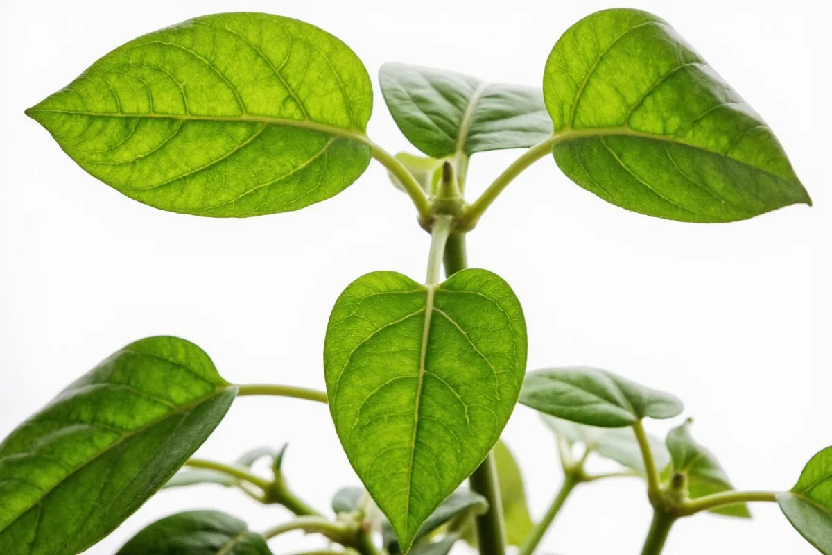 how to propagate pothos plants