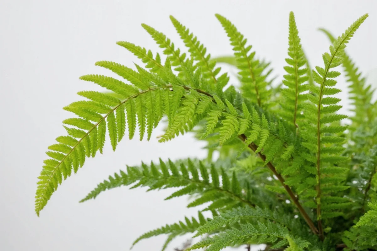 how to care for a fern plant