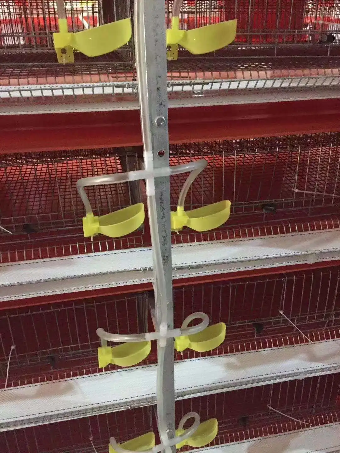 Quail Cage Automatic For South Africa,Quail Cage Farming Equipment