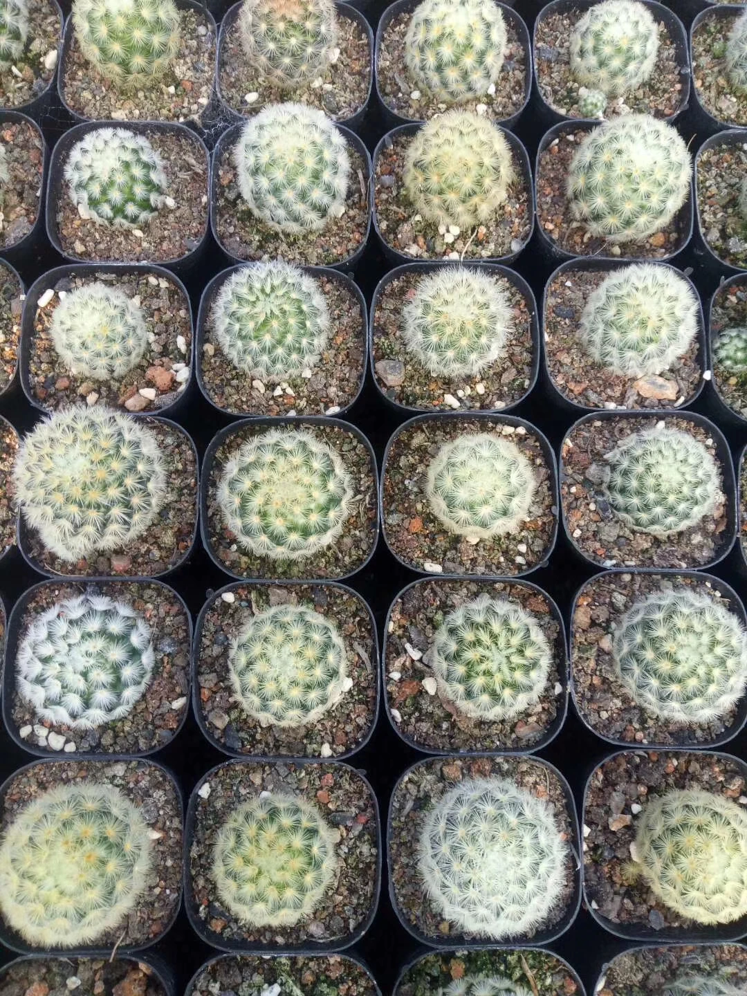 
Cheap price Plants Bonsai decorative Cactus plants mixed mini vareties of cactus plants 