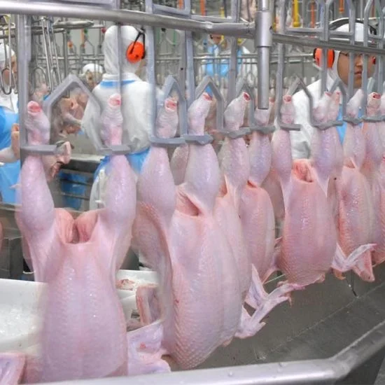 Automatic Chicken Slaughterhouse 500BPH Halal Chicken Slaughtering Machine for Slaughter Line