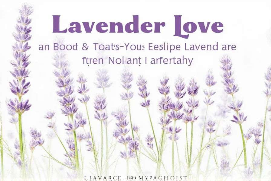 Woolly lavender