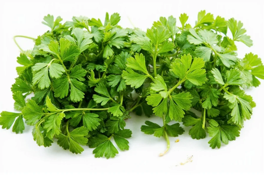 Parsley and Cilantro Leaf Comparison