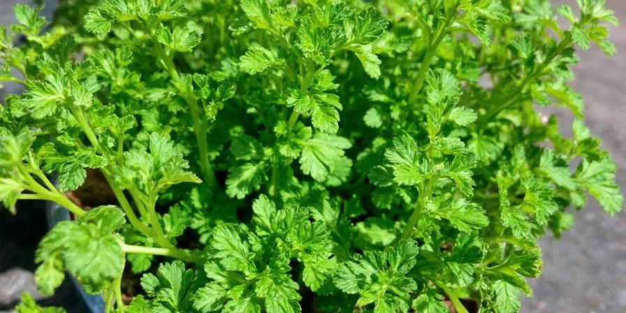 Parsley Problems Solved: Fresh vs. Dried – The Ultimate Herb Hack!