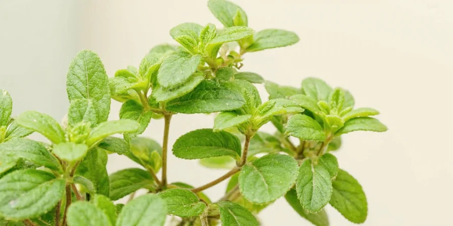 A cozy kitchen scene with marjoram on the counter