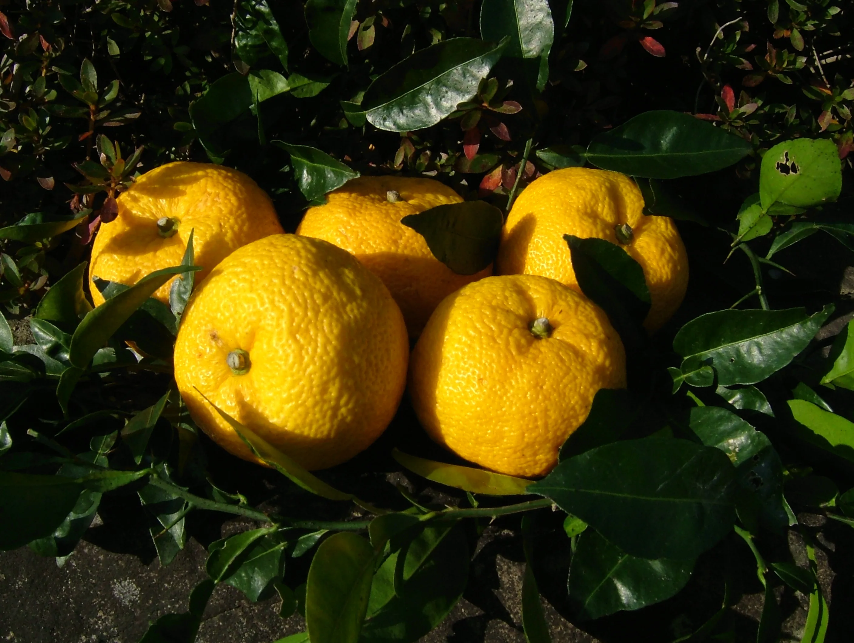 
Japanese High Quality No Preservatives Seasoning Fruit Juice 