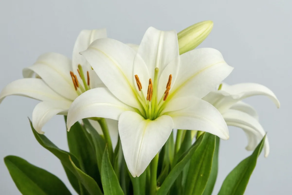 how to take care of easter lily plant