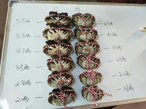 
Chinese Mitten-Handed Crab(703) 