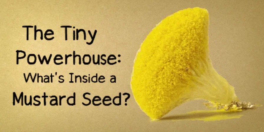 Examples of non-culinary uses of mustard seeds