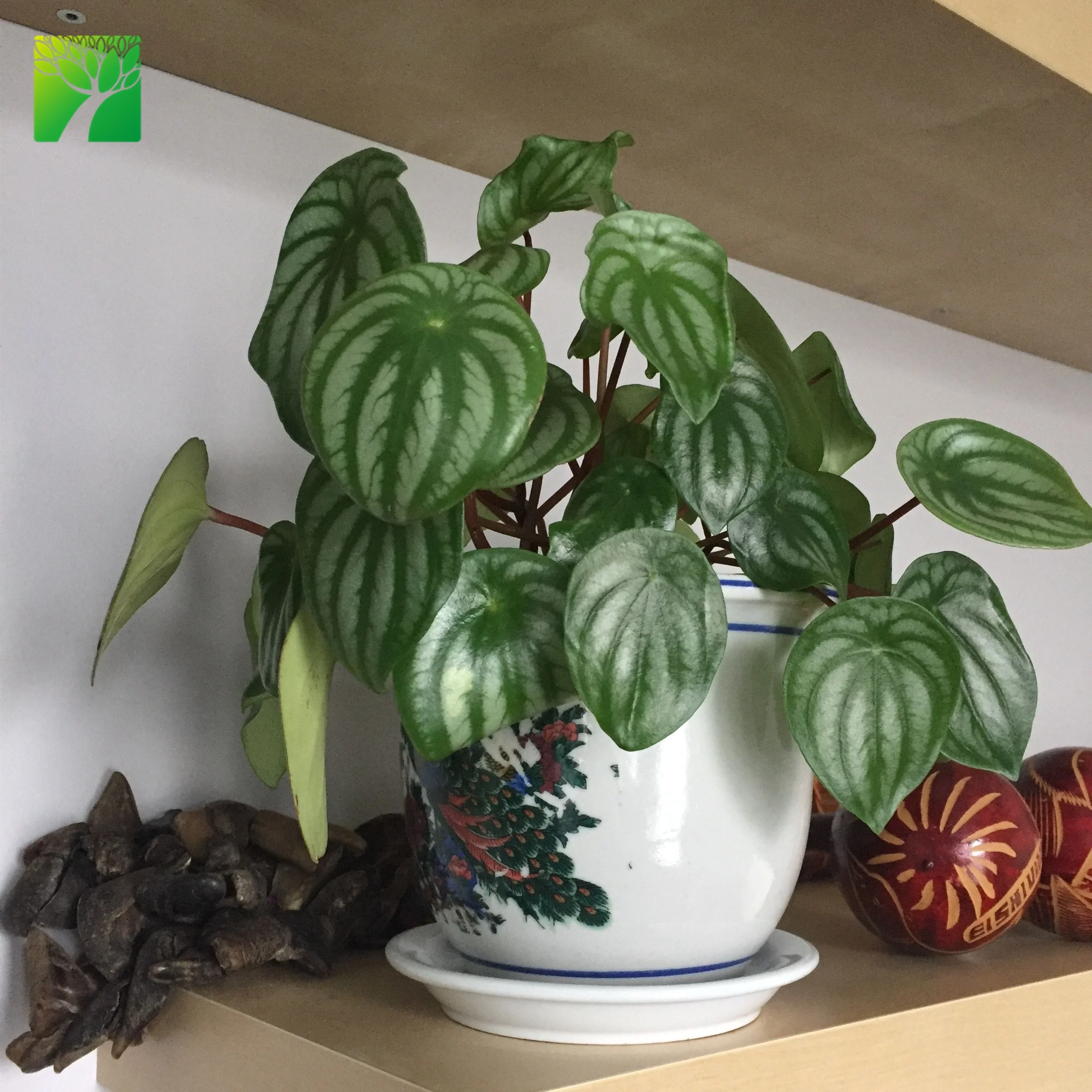 
Wholesale indoor decoration PEPEROMIA CAPERATA Peperomia Diamond live succulent 