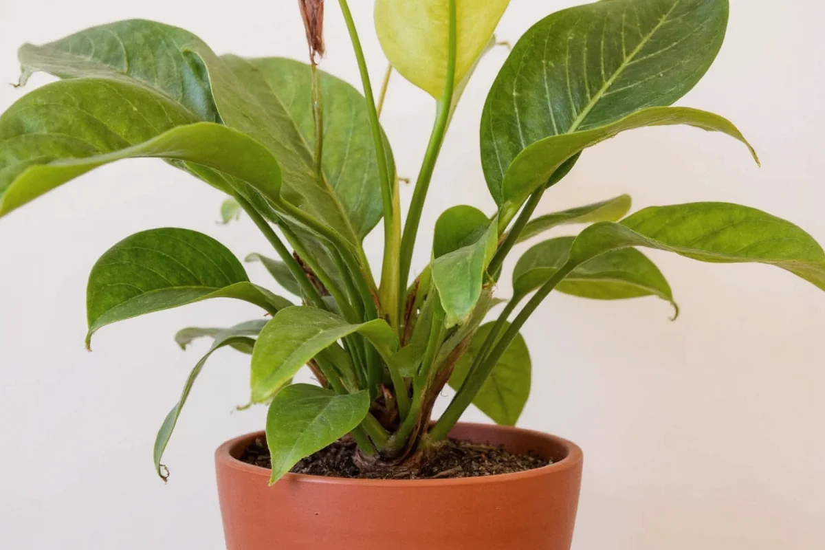 how to care for a staghorn plant