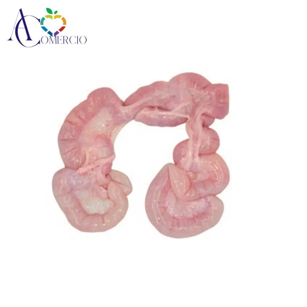 
Pork Whole Rectum / Pork Large Intestines / Pig Whole Rectum 