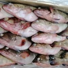 Frozen Red Cod Fish from Yemen
