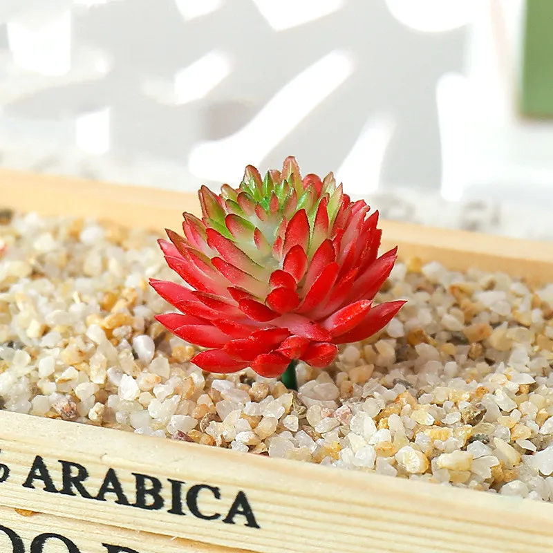 succulents live (8).jpg