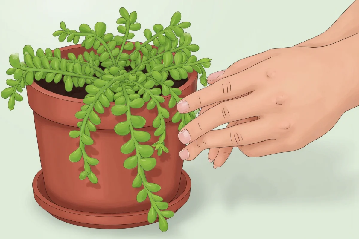 how to plant kalanchoe