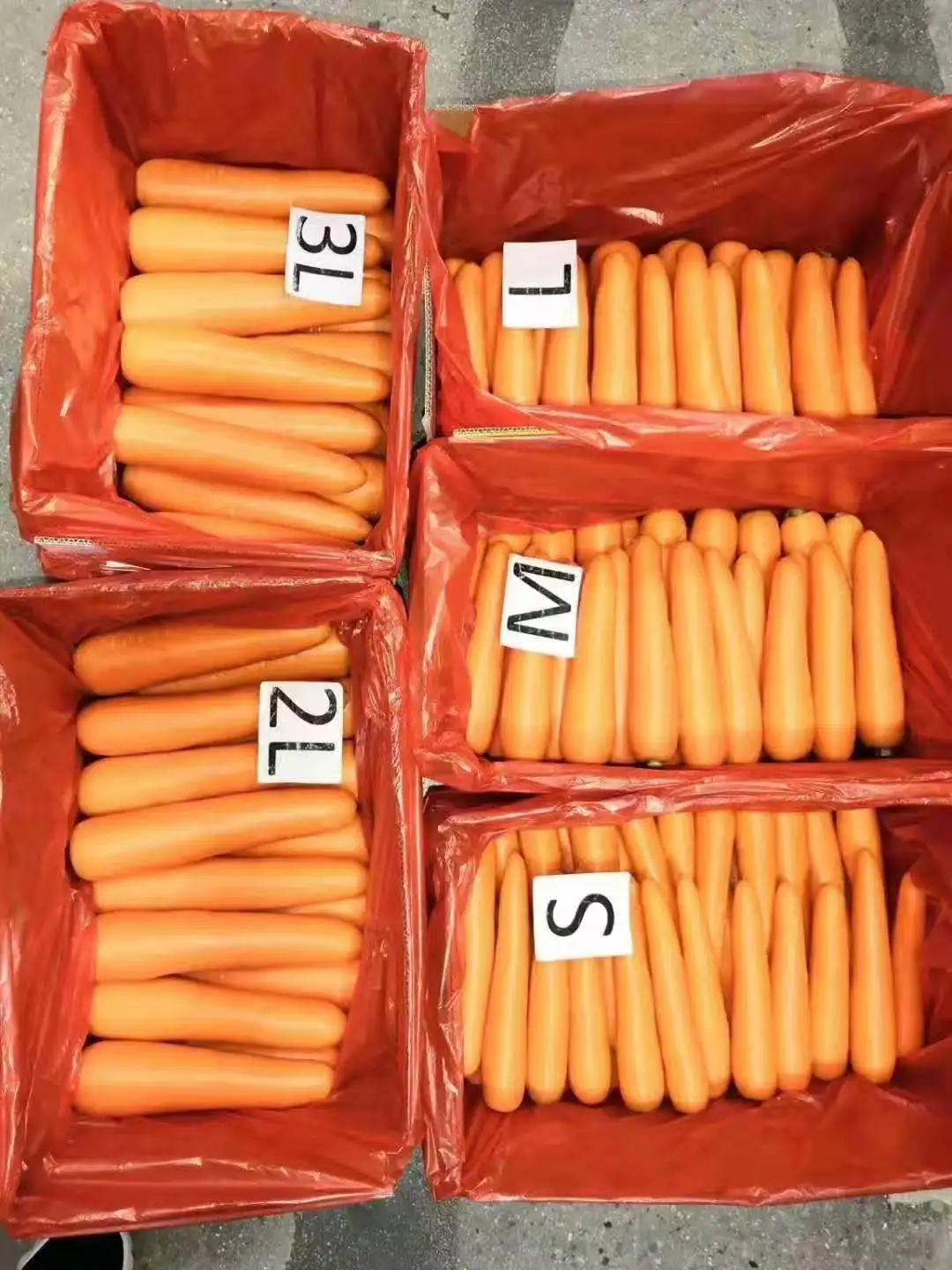 
10kg Bulk Carrots to Vietnam market 