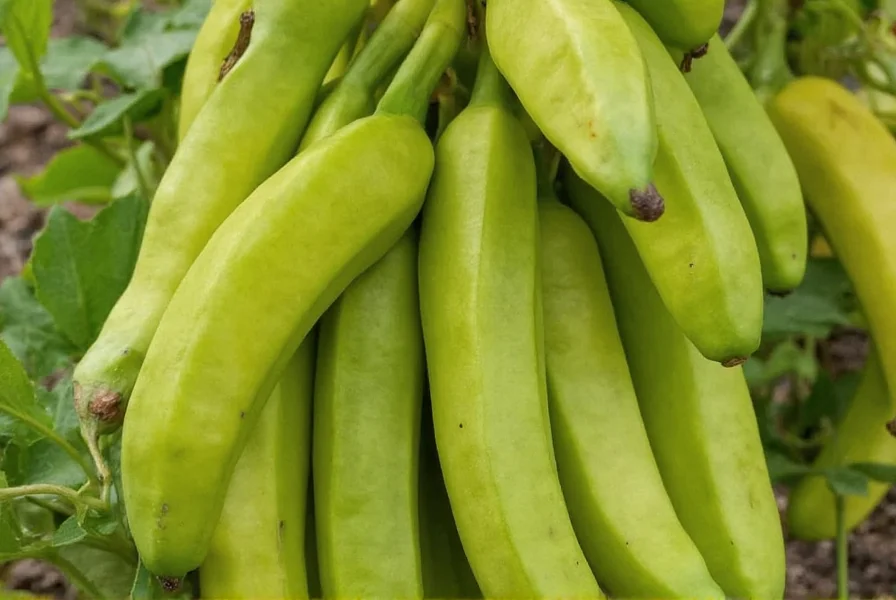 Banana Pepper Seeds: Complete Growing Guide