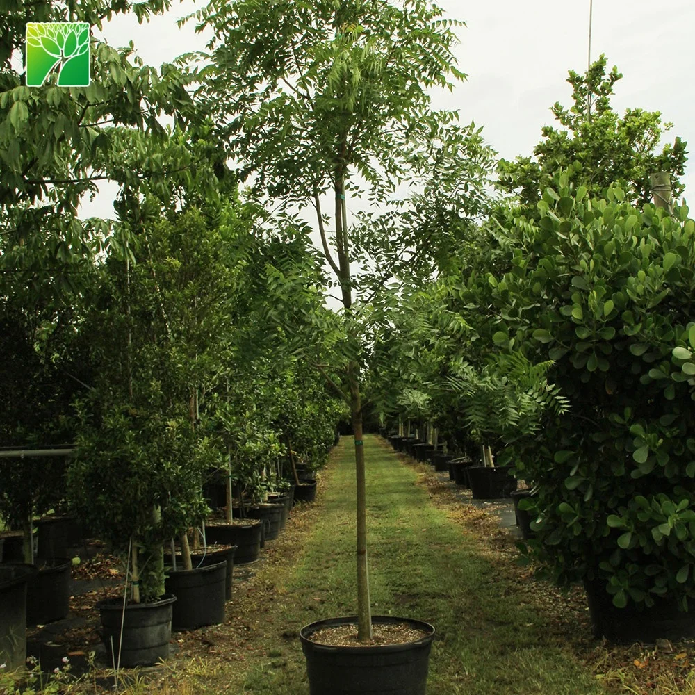 
Cheap wholesale 12-14inch height garden arbor plant Azadirachta indica Neem 