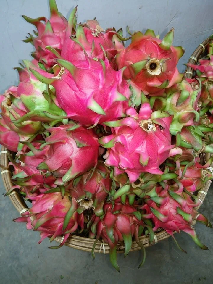 
Pure Natural Fresh Tropical Fruits Fresh Red Dragon Fruit For Sale 
