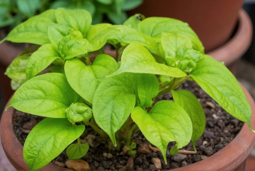 Wild ginger New Hope plant showing coppery-purple emerging leaves in woodland setting